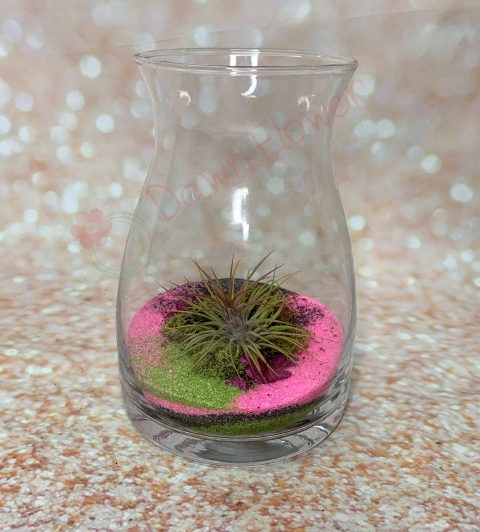 Air Plant