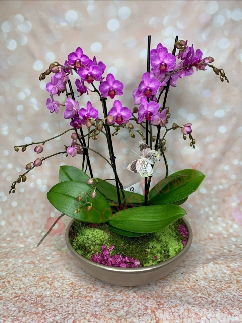 Orchid 4