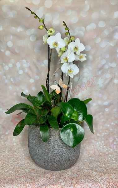 Orchid 15